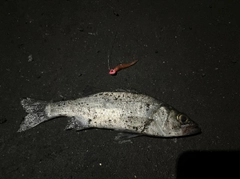 セイゴ（ヒラスズキ）の釣果