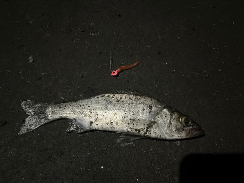 セイゴ（ヒラスズキ）の釣果