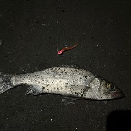 セイゴ（ヒラスズキ）