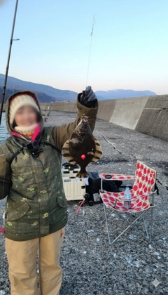 ヌマガレイの釣果