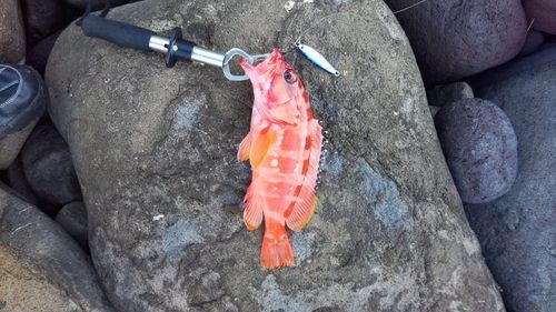 アカハタの釣果