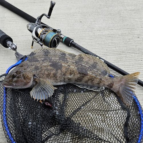 アイナメの釣果