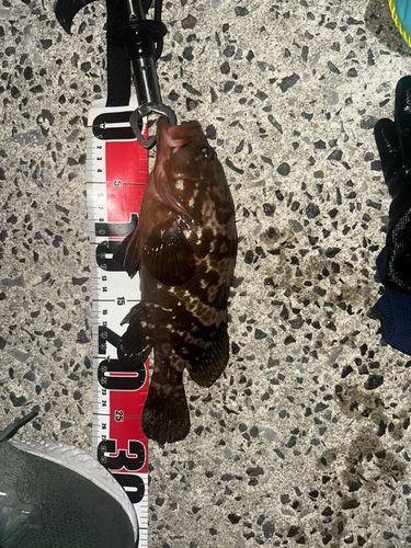 セントレア常滑港前島