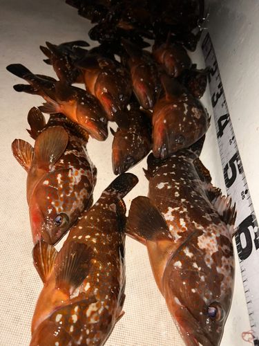 キジハタの釣果