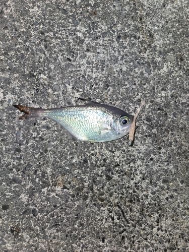 ハタンポの釣果
