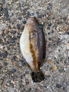 キタマクラの釣果