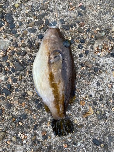 キタマクラの釣果