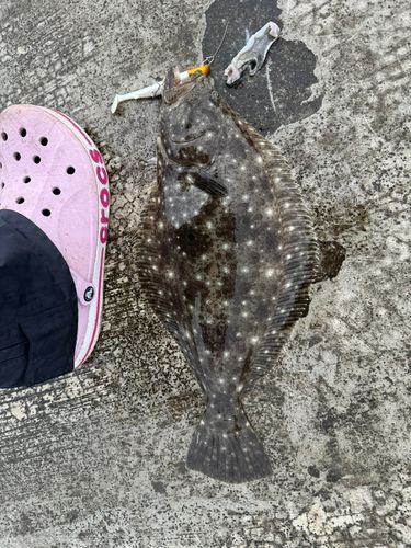 ヒラメの釣果