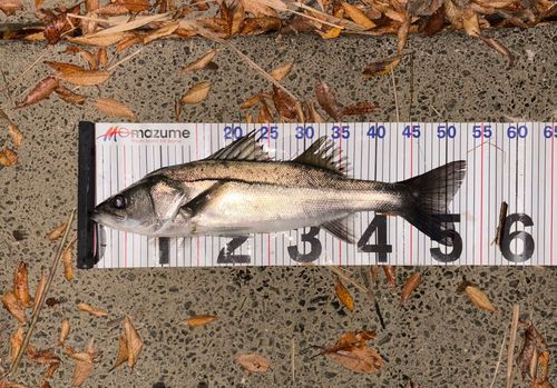 シーバスの釣果