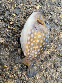 ハコフグの釣果