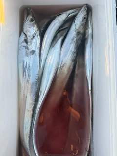 タチウオの釣果