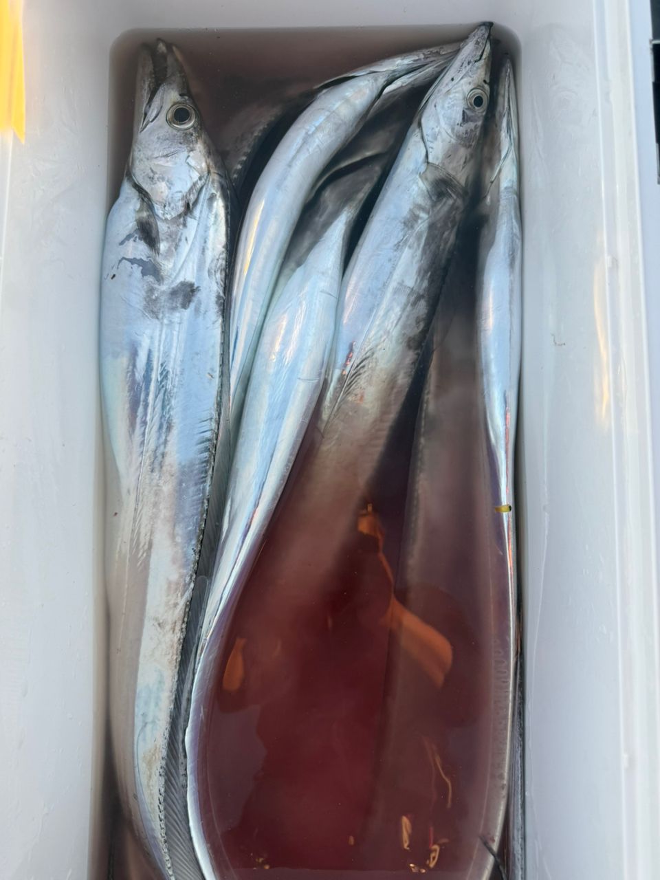 soratobukujiraさんの釣果 1枚目の画像