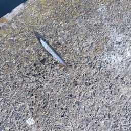 カタクチイワシ