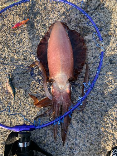 アオリイカの釣果