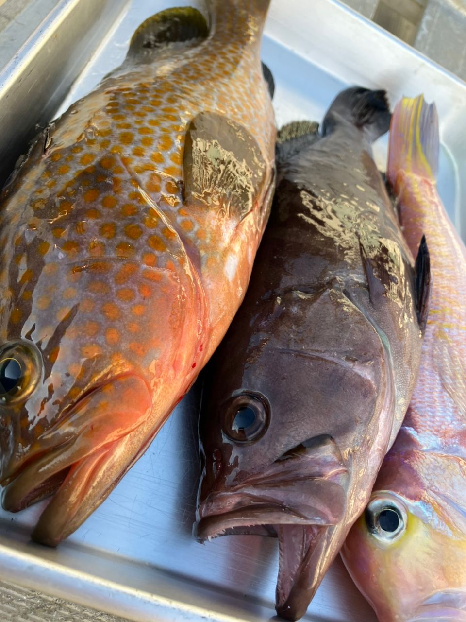 カンテさんの釣果 1枚目の画像