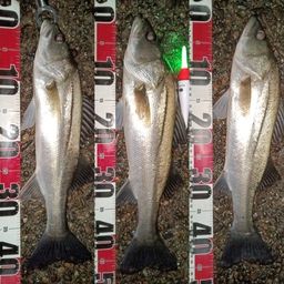 フッコ（マルスズキ）