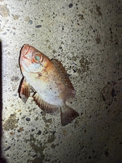 キントキダイの釣果