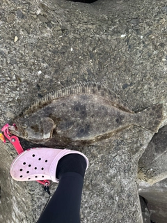 ヒラメの釣果