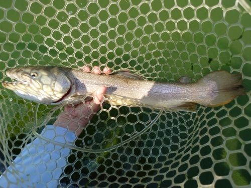 ウォーターパーク長瀞フィッシングエリア