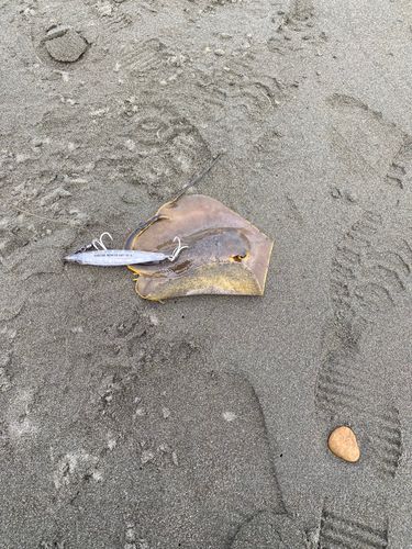 アカエイの釣果