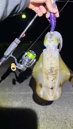 アオリイカの釣果