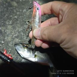 セイゴ（タイリクスズキ）