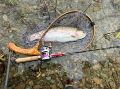 ニジマスの釣果