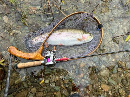 ニジマスの釣果