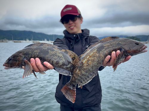 アイナメの釣果