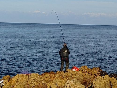 アイゴの釣果