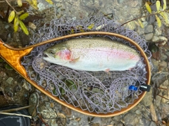 ニジマスの釣果