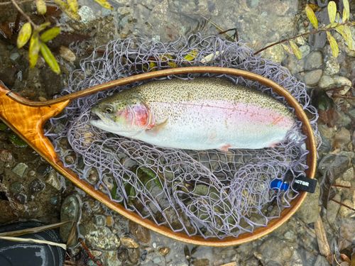 ニジマスの釣果