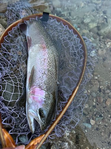 ニジマスの釣果