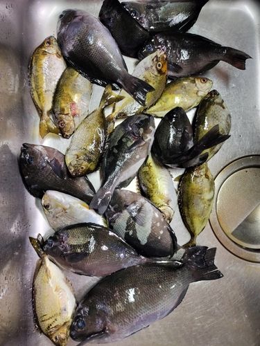 グレの釣果