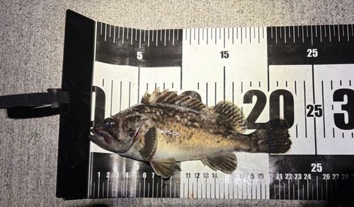 クロソイの釣果