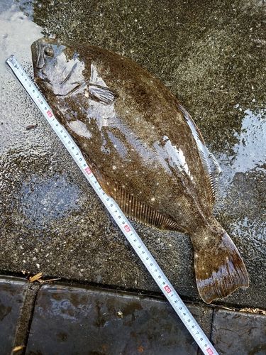 ヒラメの釣果