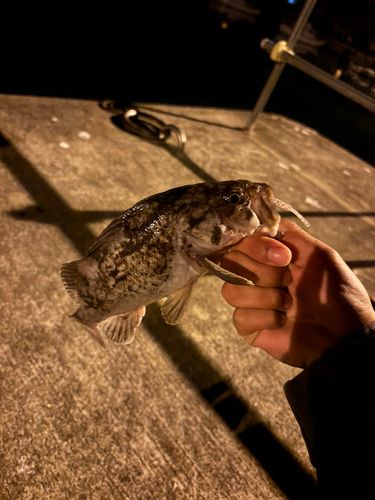 クロソイの釣果