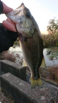 ブラックバスの釣果
