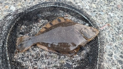 マツカワの釣果