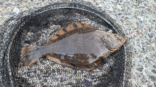 マツカワの釣果