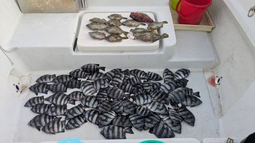 カワハギの釣果