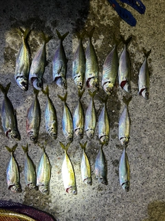 アジの釣果