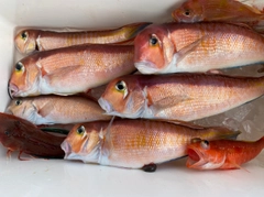 アカアマダイの釣果