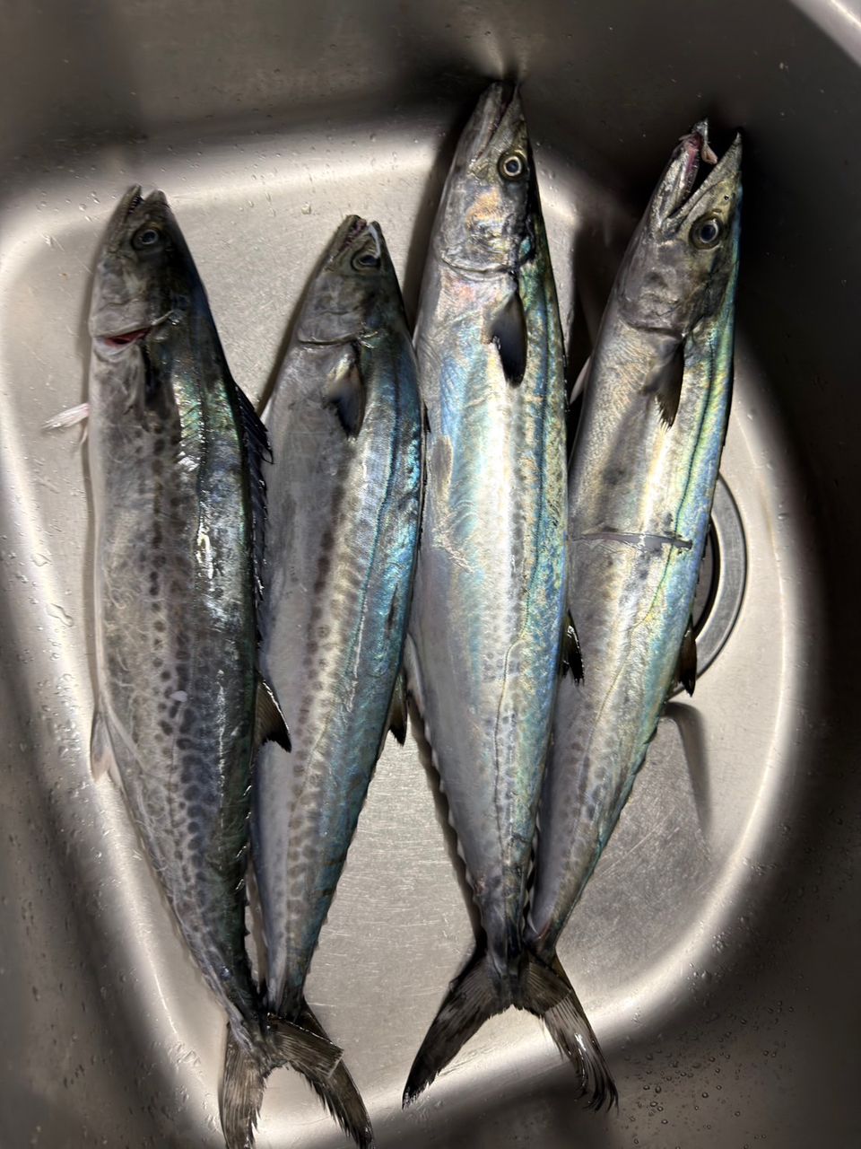 たまとふさんの釣果 1枚目の画像