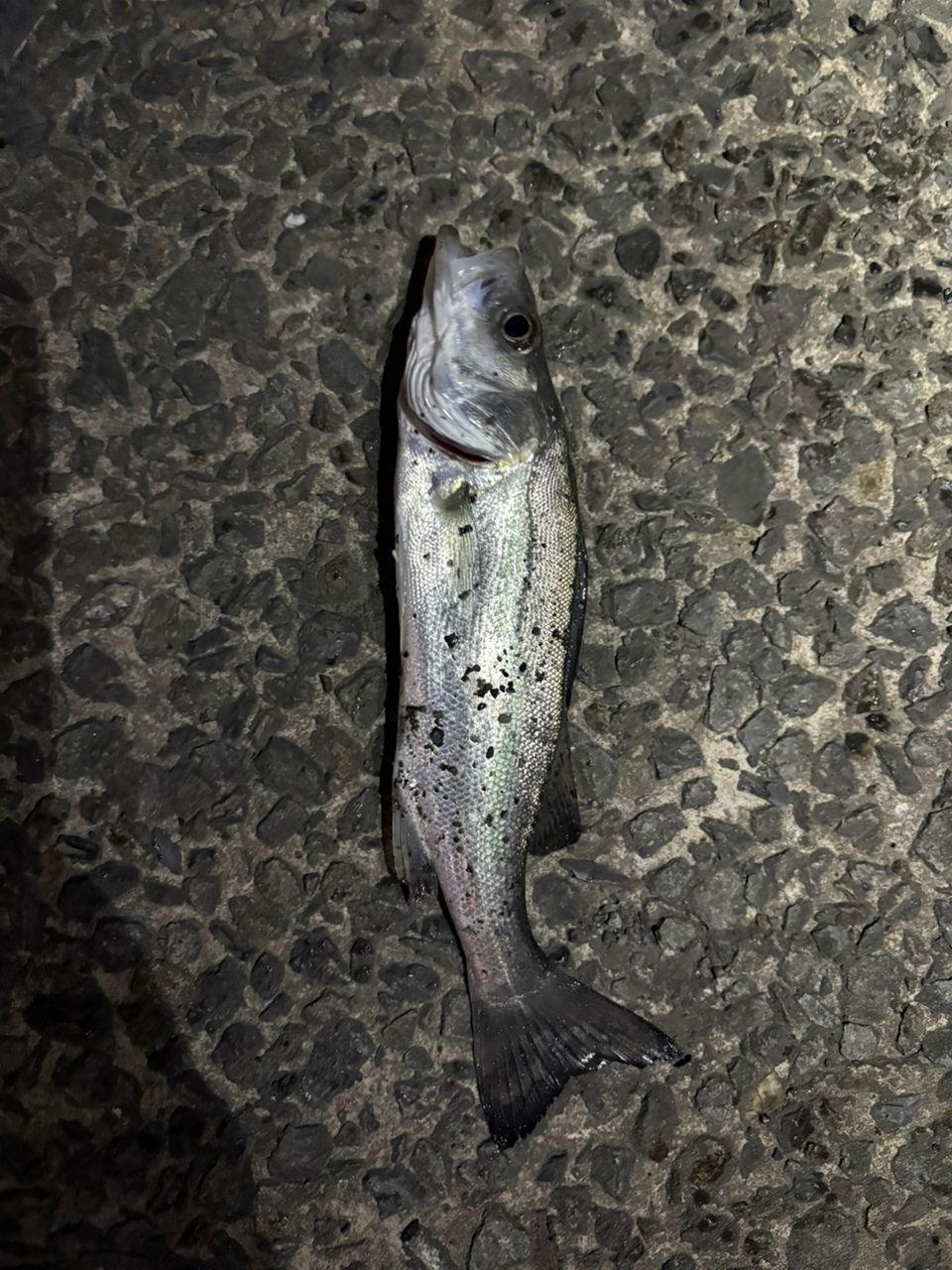 セイゴ（マルスズキ）