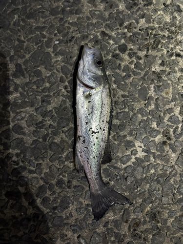 セイゴ（マルスズキ）の釣果