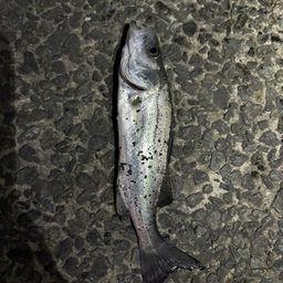 セイゴ（マルスズキ）