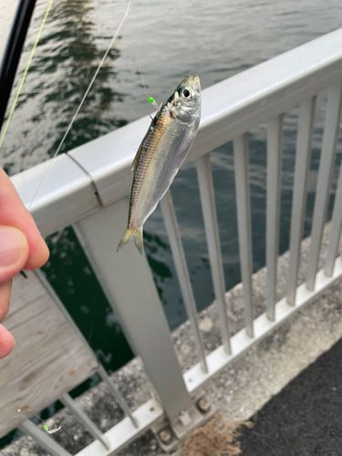 芝浦南ふ頭公園