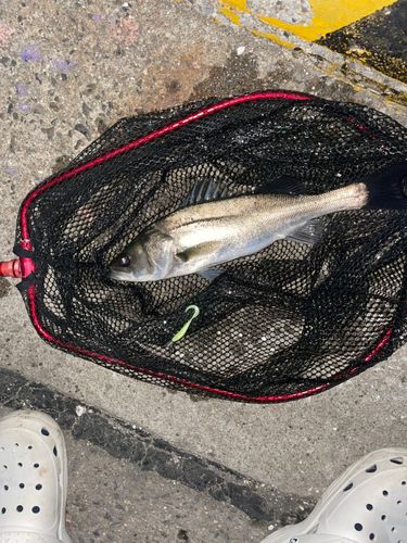 セイゴ（マルスズキ）の釣果