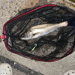 セイゴ（マルスズキ）